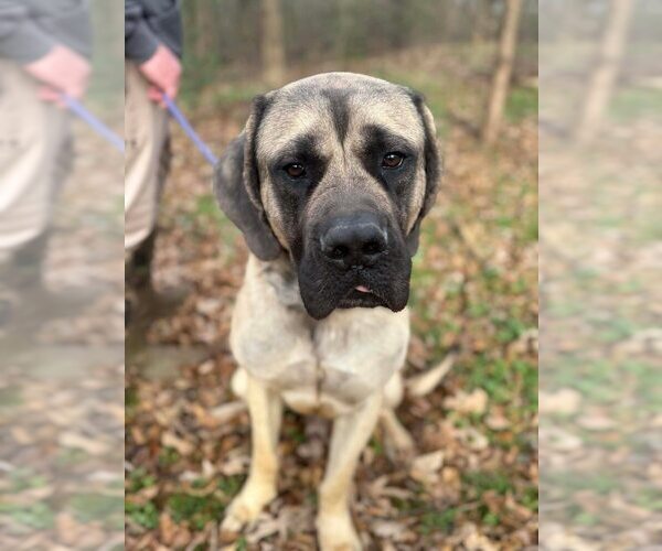 Medium Photo #7 Mastiff Puppy For Sale in New York, NY, USA