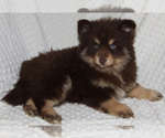Small Photo #9 Pomsky Puppy For Sale in DENTON, TX, USA