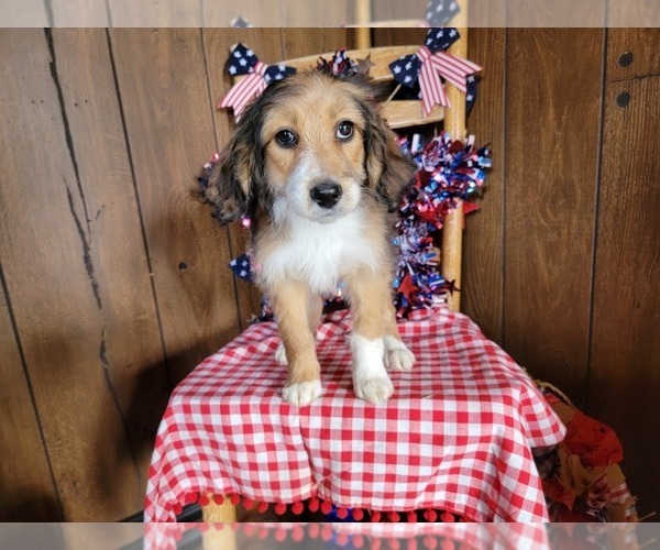 Medium Photo #3 Bernedoodle (Miniature) Puppy For Sale in BLACK FOREST, CO, USA