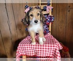 Small Photo #105 Bernedoodle (Miniature) Puppy For Sale in BLACK FOREST, CO, USA