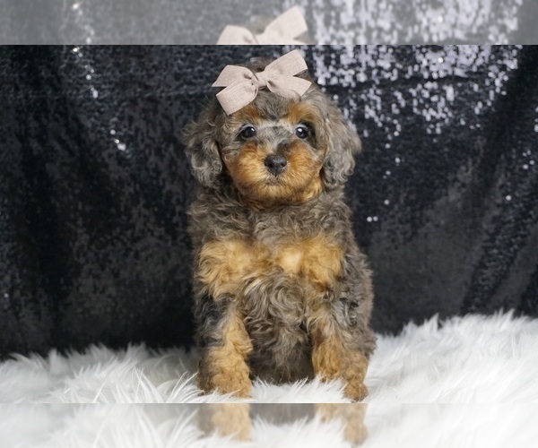 Medium Photo #1 Poodle (Toy) Puppy For Sale in WARSAW, IN, USA
