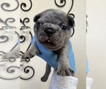Small Photo #5 French Bulldog Puppy For Sale in ELK GROVE, CA, USA