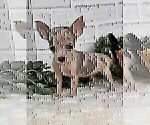 Small #23 Chihuahua