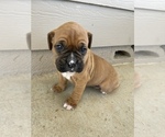 Small Photo #32 Boxer Puppy For Sale in LUCERNE VALLEY, CA, USA