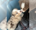 Puppy Juno Australian Shepherd