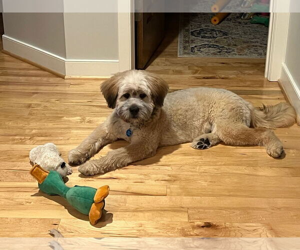 Medium Photo #2 Poodle (Standard)-Wheaten Terrier Mix Puppy For Sale in St. Louis Park, MN, USA