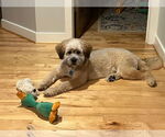 Small #1 Poodle (Standard)-Wheaten Terrier Mix