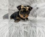Small #11 Yorkshire Terrier