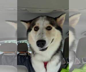 Luka - Male Siberian Husky Dog for Adoption - Photo #3