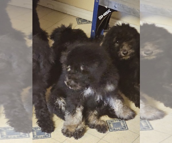 View Ad Poodle (Standard) Litter of Puppies for Sale near Washington