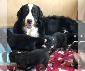 Mother of the Bernese Mountain Dog puppies born on 02/07/2023