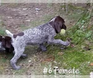 Wirehaired Pointing Griffon Puppy for sale in LOUDONVILLE, OH, USA