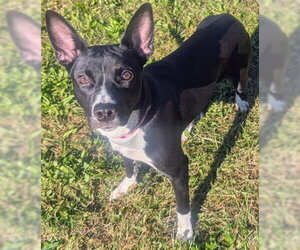 Fox Terrier (Toy)-Unknown Mix Dogs for adoption in Akron, OH, USA