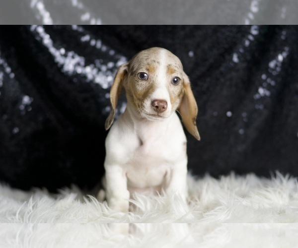 Medium Photo #6 Dachshund Puppy For Sale in WARSAW, IN, USA
