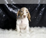 Small #5 Dachshund
