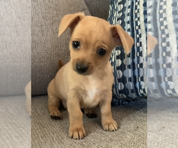 Medium Photo #13 Chiweenie Puppy For Sale in CLOVER, SC, USA