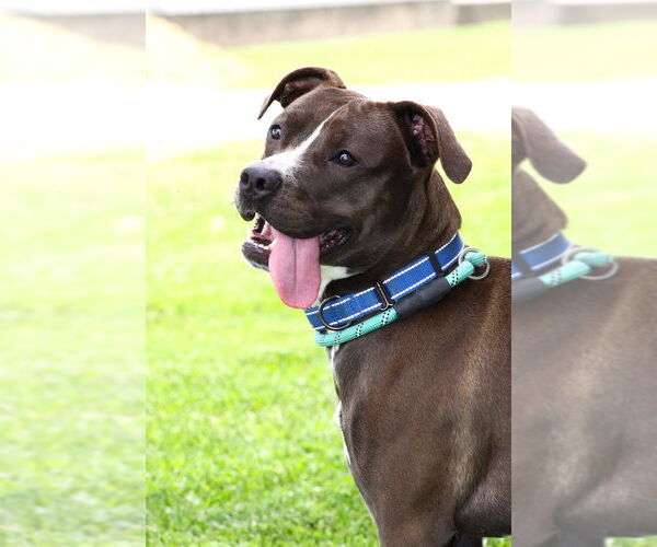 Medium Photo #9 American Pit Bull Terrier-Unknown Mix Puppy For Sale in Evansville, IN, USA