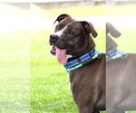 Small #8 American Pit Bull Terrier Mix