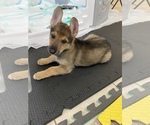 Small Photo #2 German Shepherd Dog Puppy For Sale in SKOKIE, IL, USA