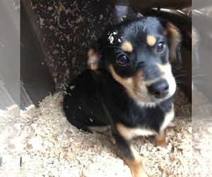 Dachshund Puppy for sale in SAN JOSE, CA, USA