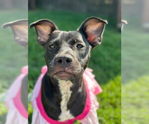 American Pit Bull Terrier-Unknown Mix Dogs for adoption in Pacolet, SC, USA