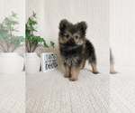 Image preview for Ad Listing. Nickname: Moose