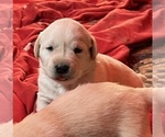 Small Photo #10 Labrador Retriever Puppy For Sale in HUDSON, CO, USA