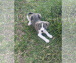 Small Labrador Retriever Mix