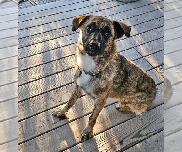 Medium Photo #9 Mutt Puppy For Sale in Sandy, UT, USA