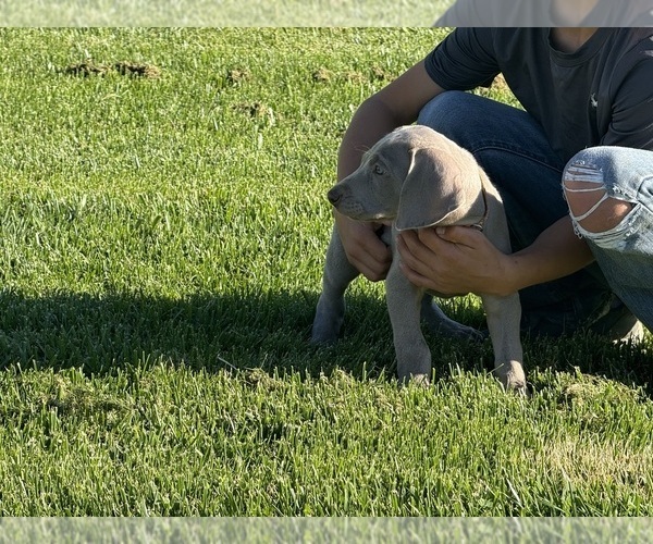 Medium Photo #8 Weimaraner Puppy For Sale in WILLOWS, CA, USA