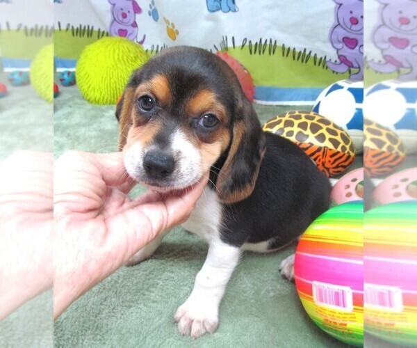 Medium Photo #6 Beagle Puppy For Sale in RATTAN, OK, USA