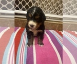 Small Photo #8 Bernese Mountain Dog Puppy For Sale in FRANKTOWN, CO, USA