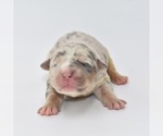 Small Photo #11 American Bully Puppy For Sale in CLEVELAND, GA, USA