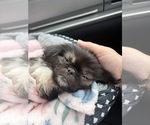 Small #1 Pekingese