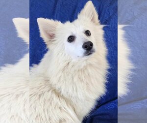 American Eskimo Dog-Unknown Mix Dogs for adoption in Cuba, NY, USA
