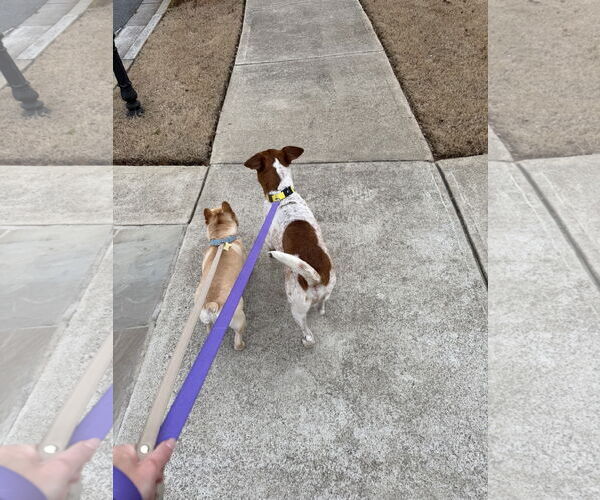 Medium Photo #7 Jack Russell Terrier-Red Heeler Mix Puppy For Sale in Ball Ground, GA, USA
