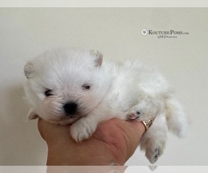 Pomeranian Puppy for sale in CHARLOTTE, NC, USA