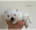 Image preview for Ad Listing. Nickname: Loiue