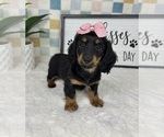 Small #4 Dachshund