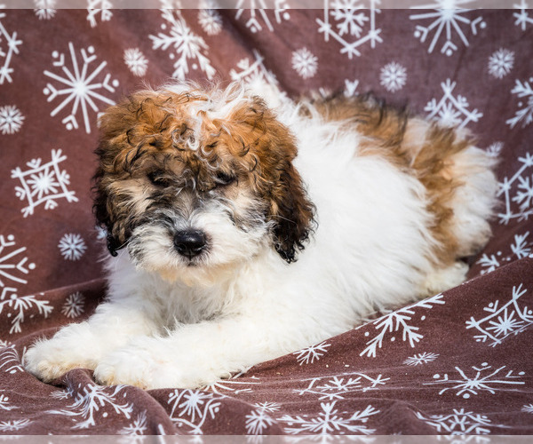 Medium Photo #5 Saint Berdoodle Puppy For Sale in WAKARUSA, IN, USA