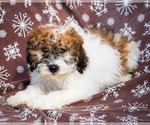 Small Photo #5 Saint Berdoodle Puppy For Sale in WAKARUSA, IN, USA