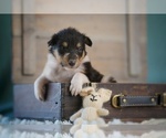 Small Photo #1 Collie Puppy For Sale in PILOT, VA, USA
