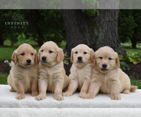 Medium Photo #3 Golden Retriever Puppy For Sale in NEWPORT, PA, USA