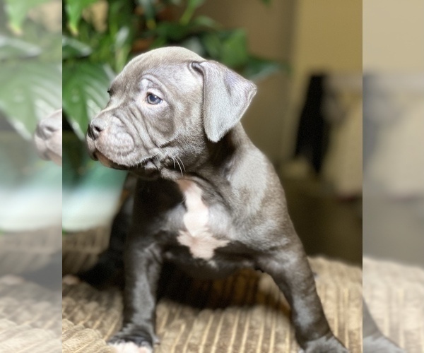Medium Photo #10 American Bully Puppy For Sale in PHILA, PA, USA