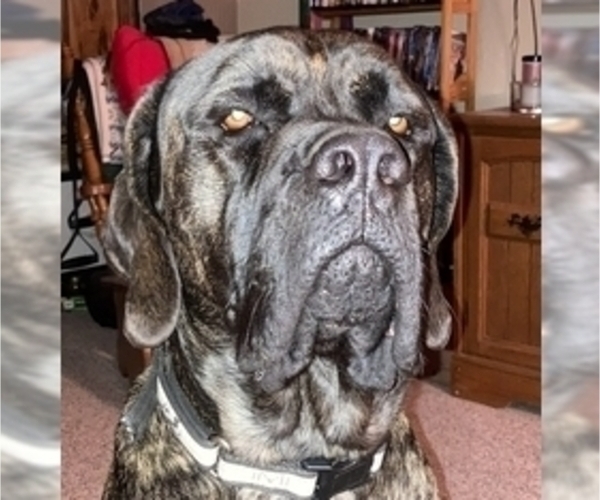 Medium Photo #7 Mastiff Puppy For Sale in MITCHELL, NE, USA