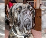 Small #6 Mastiff