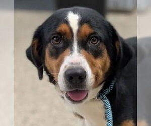 Bernese Mountain Dog-Unknown Mix Dogs for adoption in Canton, CT, USA