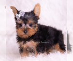 Small Photo #5 Yorkshire Terrier Puppy For Sale in WARSAW, IN, USA
