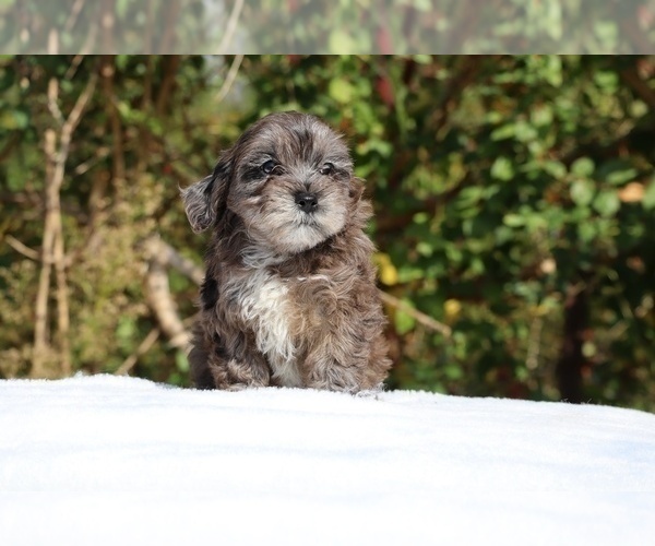 Medium Photo #13 ShihPoo Puppy For Sale in DYERSBURG, TN, USA