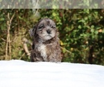Small #12 ShihPoo